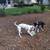 Pet Related Housing Issues? Pet / Sitting / Boarding short/long term 7 thumbnail
