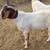 boer male goats 2 thumbnail