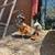 Mini Roosters Alikines, healthy, friendly and beautiful different colo 3 thumbnail