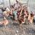 Chickens Laying hens 4 thumbnail