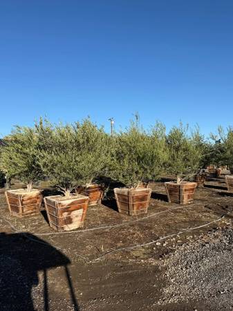 **FRUITLESS OLIVE TREES — TIMELESS MEDITERRANEAN STYLE 1