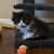 Persian kittens 4 thumbnail