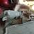 Muncie 4speed 2 thumbnail