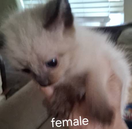 Free Kittens (vancouver, wa)63842373764995123