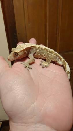 Gecko crestado63670037347203122