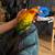 OISEAU PERDU/LOST PARROT 1 thumbnail