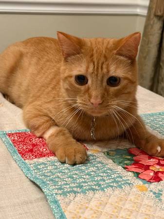 Cat 1