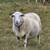 KHSI Katahdin sheep 5 thumbnail