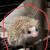 Female hedgehog for rehoming 1 thumbnail