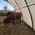 Bred Cows 7 thumbnail