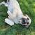 Anatolian puppy 1 thumbnail