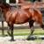 Horse 2y Reg 1/2 arab by Multi-National Champion Dutch Harness Horse 12 thumbnail
