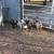 Pygmy Goats 3 thumbnail