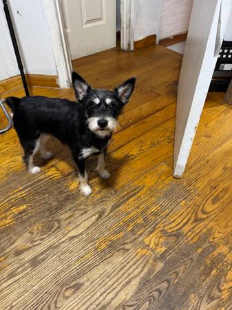 One year old Mini schnauzer/ Pomeranian (Corona)63690278615809120