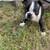 Boston Terrier Pups 5 thumbnail