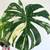 Monstera Thai Constellation 5 thumbnail