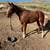 2 year old mare 2 thumbnail