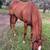 QUARTER HORSE GELDING 1 thumbnail