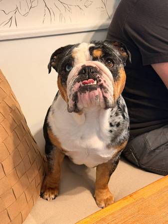 MISSING BULLDOG 1