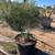 FRUITLESS OLIVE TREES 3 thumbnail