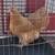Buff Orpington hatching eggs and chicks 4 thumbnail