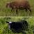Downsizing flock Shetland and Icelandic breeding stock 13 thumbnail