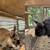 Satin Rabbit- Breeding Pairs 4 thumbnail