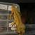 Funky Yellow Crested Gecko 4 thumbnail