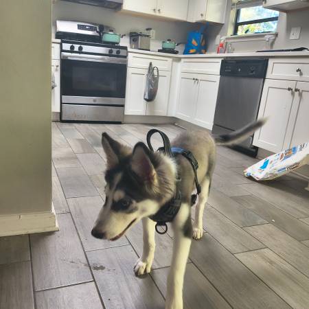 Husky pup $175 (Morrow)63739455578371122
