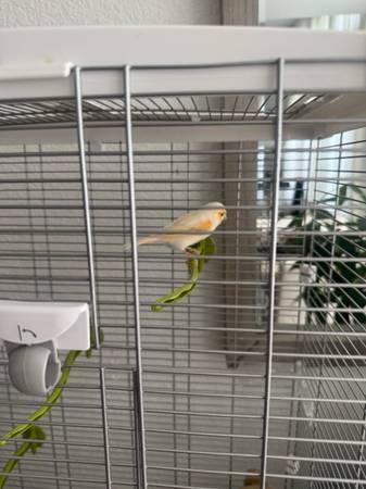 Pair of red factor canaries (McKinney)63937540040451122
