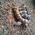 Western Hermann Tortoise 2 thumbnail