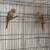 Green cheek conure birds 3 thumbnail
