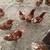 Chickens 1 thumbnail