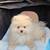 Stroller for pomeranians 2 thumbnail