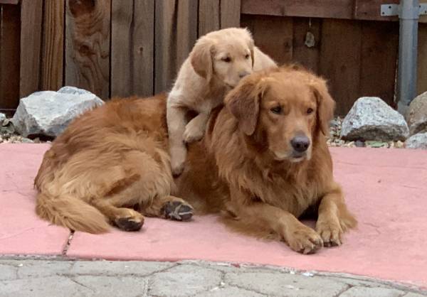 Golden Retriever Stud 1
