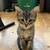 Beautiful kittens 5 thumbnail