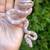 Quality morph Corn Snake babies 1 thumbnail