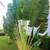 Traveler's Palms ///// RAVENALA madagascariensis 3 thumbnail