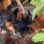Pullets Chickens 2 thumbnail