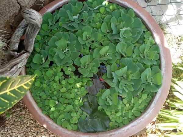 Water lettuce & Frogbit 1