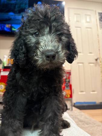 F1b labradoodle (Fairfield)63909865554178121