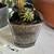 Succulents/ cactus 5 thumbnail
