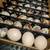 One Doxen (12) Coturnix Quail Fertilied Hatching Eggs 1 thumbnail