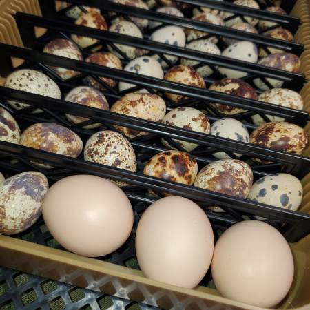 One Doxen (12) Coturnix Quail Fertilied Hatching Eggs 1