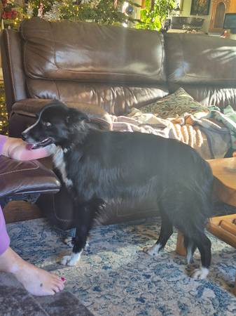 Found border collie 1