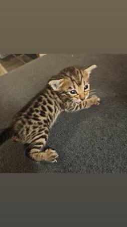 We want good home for savannah kitten (San Leandro)63852312257411121