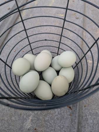 Self Blue Ameraucana hatching eggs! 1