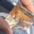 Real Beta Fish Acrylic Specimen 3 thumbnail