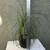 A lovely ponytail palm tree in a pretty glazed pot 4 thumbnail