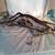 78 pontiac trans am rear tail light harness 4 thumbnail